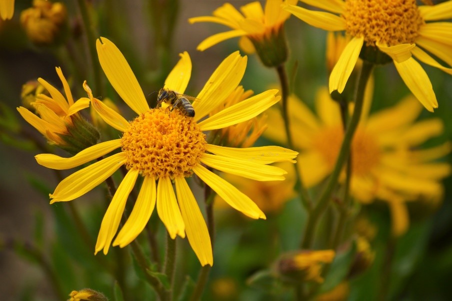 Arnica montana