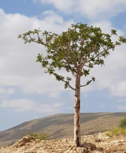 Boswellia carteri