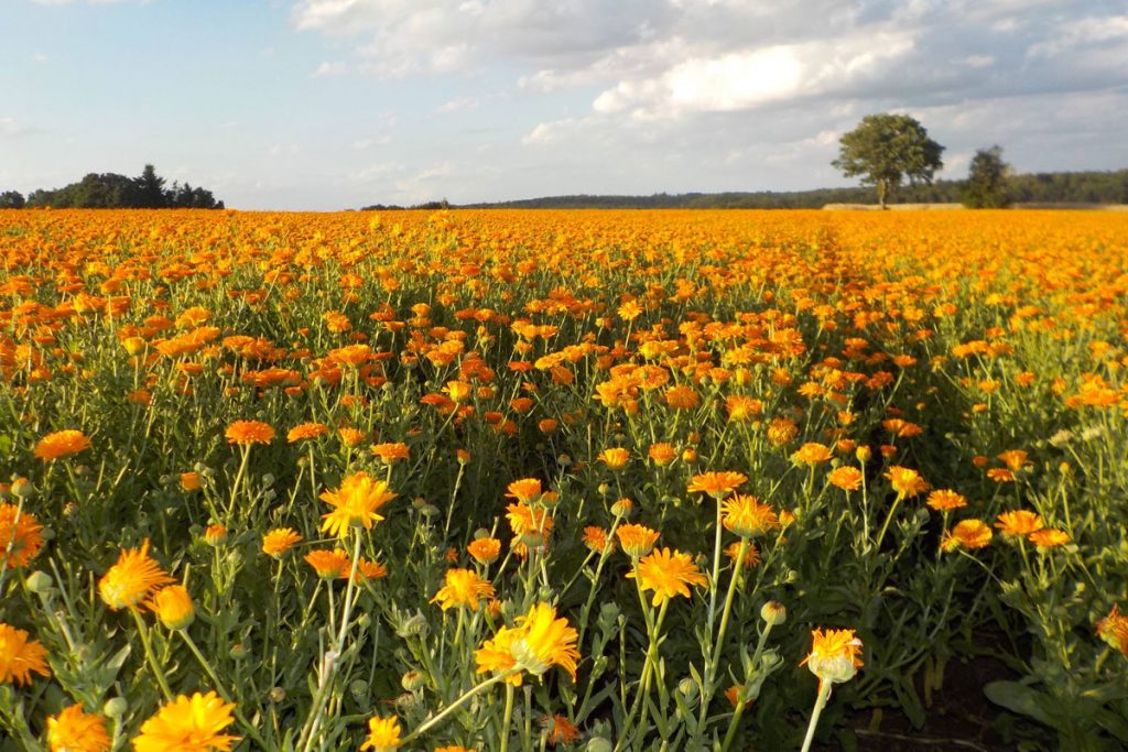 Calendula Feld