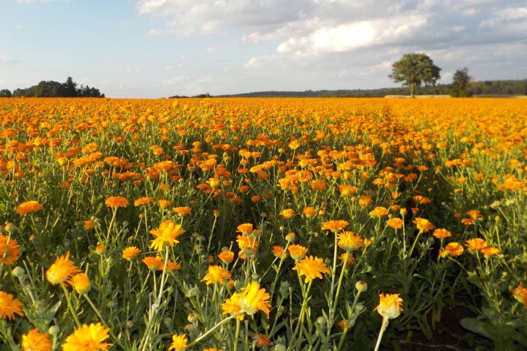 Calendula Field