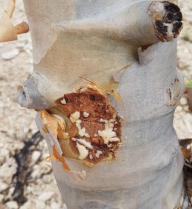 Extraction of gum from Boswellia Carteri