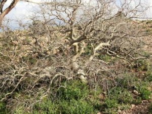 Commiphora myrrha zur Erntezeit der Gummiharze