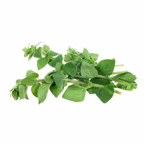 Origan bio* FRANCE (Origanum Vulagre)