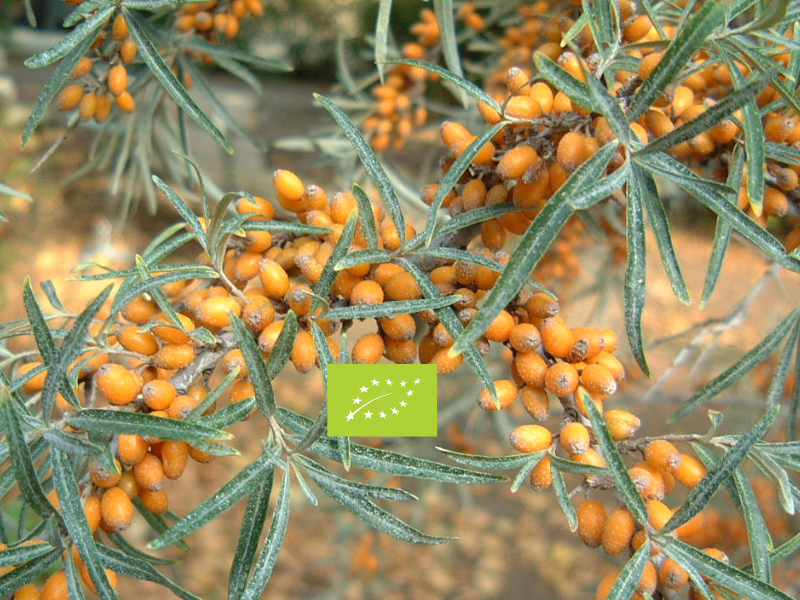 Sanddornbeeren Extrakt BIO