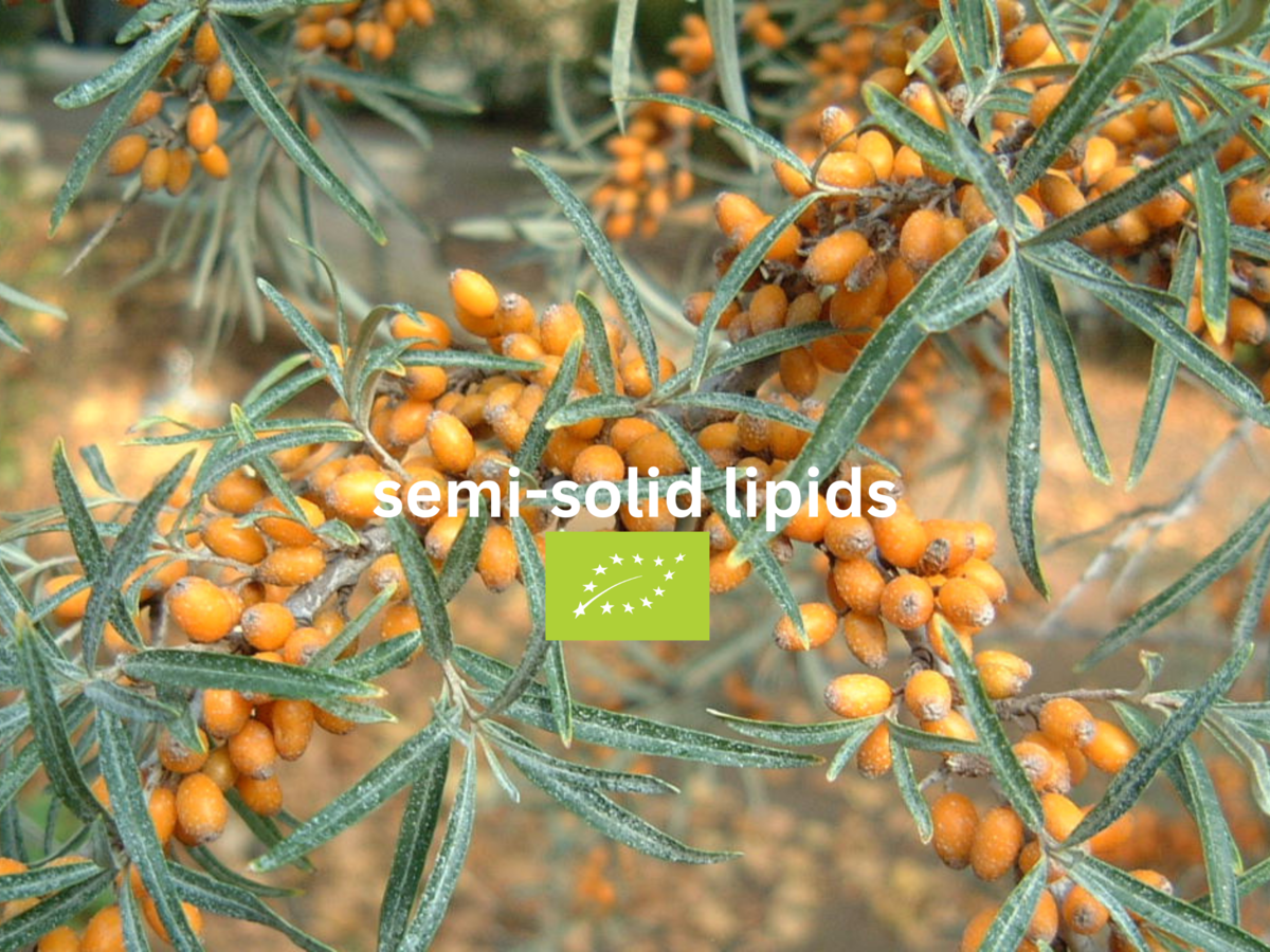 Sanddornfruchtfleisch semi-solid lipids BIO