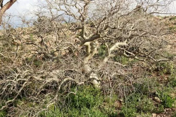 Commiphora myrrha zur Erntezeit der Gummiharze
